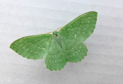 Geometra papilionaria