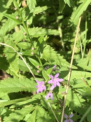 Lythrum alatum alatum