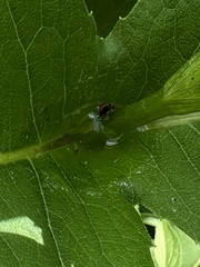 Silphium perfoliatum