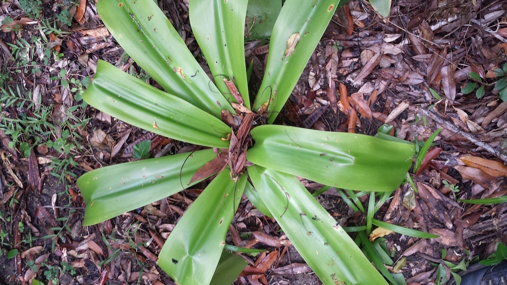 Crinum hanitrae