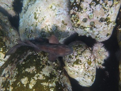 Brachaelurus waddi