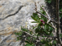 Lonicera pyrenaica
