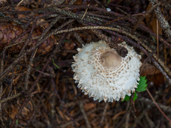 Leucoagaricus nympharum