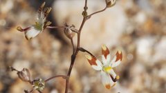 Nemacladus rubescens