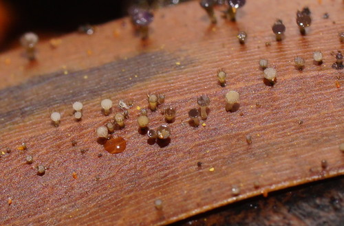 Hymenotorrendiella eucalypti image