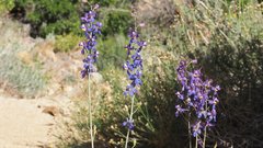 Delphinium parishii subglobosum