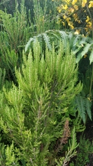 Erica arborea image