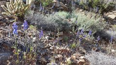 Delphinium parishii subglobosum