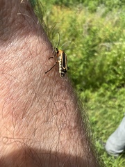 Chauliognathus marginatus