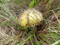 Floccularia luteovirens