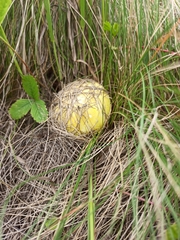 Floccularia luteovirens