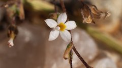 Nemacladus breviflorus