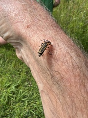 Chauliognathus marginatus