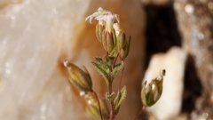 Nemacladus breviflorus