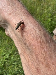 Chauliognathus marginatus