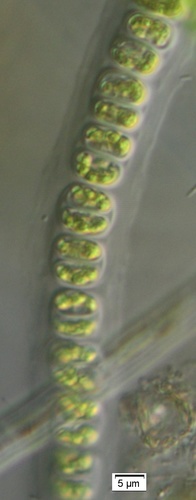 Geminella
