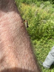 Chauliognathus marginatus