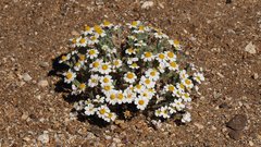 Eriophyllum wallacei rubellum