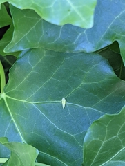 Graphocephala fennahi