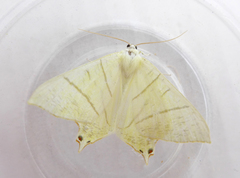 Ourapteryx sambucaria