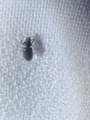 Heterocerus fenestratus