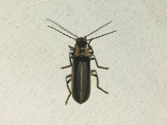 Podabrus basillaris