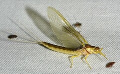 Pentagenia vittigera