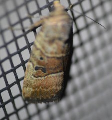 Elaphria fuscimacula