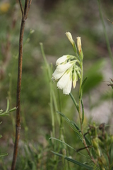 Onosma tanaitica