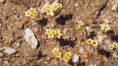 Leptosiphon lemmonii