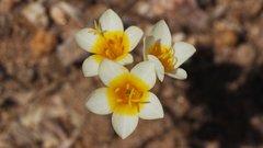 Leptosiphon lemmonii