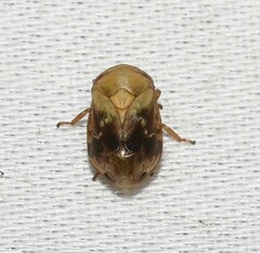 Clastoptera achatina