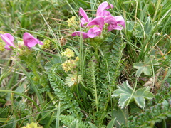 Pedicularis pyrenaica