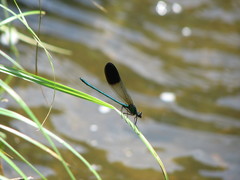 Calopteryx aequabilis