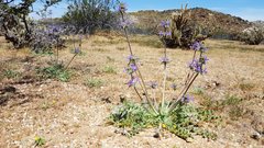 Salvia carduacea