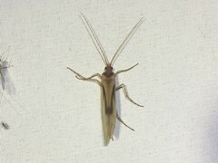 Platycentropus radiatus