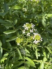 Nasturtium microphyllum