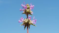 Salvia carduacea