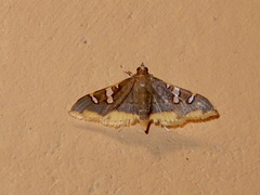 Prophantis adusta