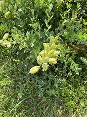 Baptisia australis