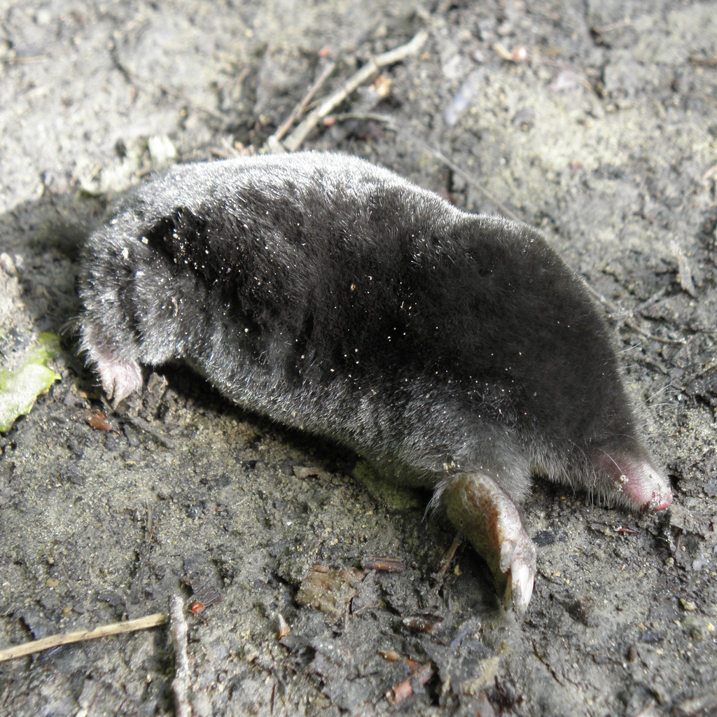 Aquitanian Mole