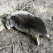 Aquitanian Mole - Photo (c) guspiralsnuvols, some rights reserved (CC BY-NC), uploaded by guspiralsnuvols