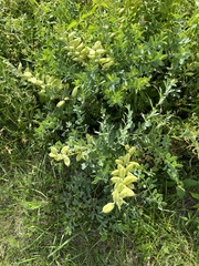 Baptisia australis