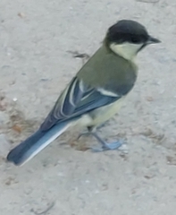 Parus major