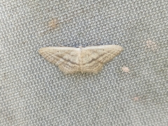 Idaea mediaria