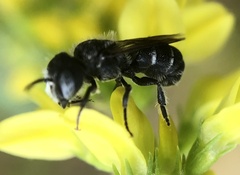 Heriades