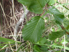 Rhamnus alpina