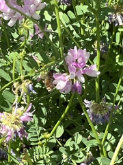 Apis mellifera
