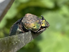 Phanaeus difformis