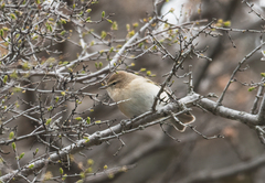 Phylloscopus sindianus lorenzii